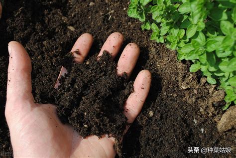 居家种菜土壤有讲究，达人教你选好土，种出“满园蔬果香”｜ “种菜有疑问，大咖来答疑”02