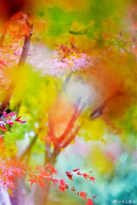 江苏省无锡市锡山区锡北镇，雨后的枫林，枫姿绰约，秋叶缤纷……