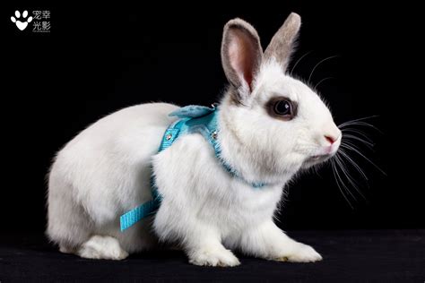 喜马拉雅兔的性格特点-喜马拉雅兔的外形-喜马拉雅兔的颜色