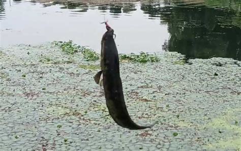 山东钓友钓获“巨型黑鱼”：体长130厘米，重量接近30斤