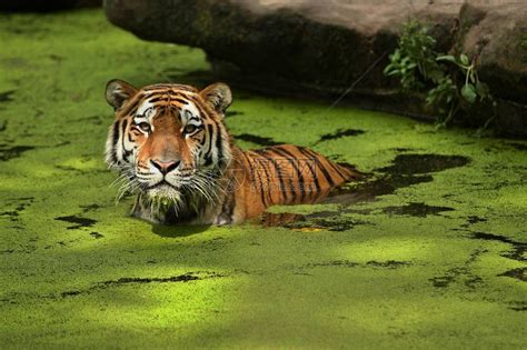 西伯利亚虎豹形老虎被囚禁高清图片下载-正版图片505085851-摄图网