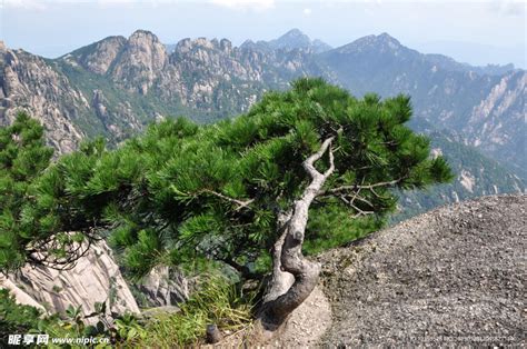 黄山松树图片