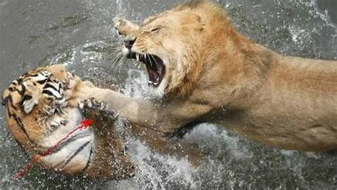 老虎和狮子打架图片 _排行榜大全