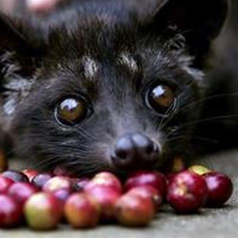 生产出世上最贵咖啡豆的麝香猫,却面临着你所不知道的生活状况!|麝香猫|咖啡豆|咖啡_新浪新闻