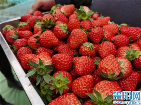 以 “花小莓”区域公用品牌为引领 贵阳花溪将小草莓做成乡村振兴大产业 - 旅游 - 贵州网——贵州门户网站-贵州新媒体平台