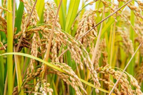 哪些农作物在秋天成熟，包括玉米、水稻、红豆等品种 - 农服务