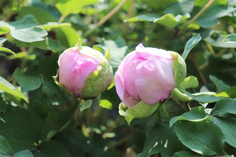 【含苞待放--芍药花摄影图片】郑州芍药园生态摄影_光影交错_太平洋电脑网摄影部落