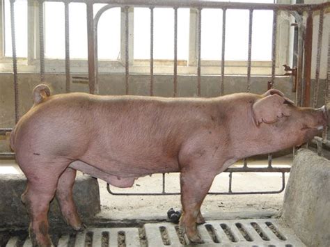 宏兴杜洛克公猪-菏泽宏兴原种猪繁育有限公司