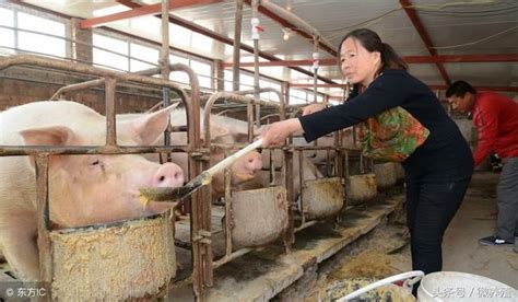 猪肉价格一直上涨,你还觉得是环保的问题吗
