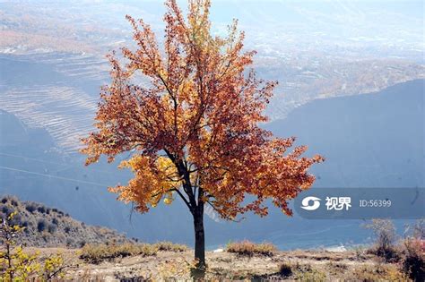 金川庆宁村红叶 图片 | 轩视界