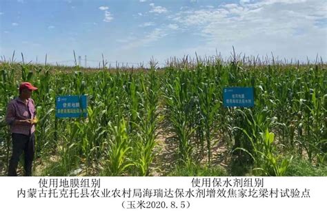 节水增粮——海瑞达保水剂在玉米中的应用_甘肃海瑞达生态环境科技有限公司