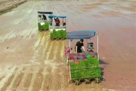 袁隆平团队在内蒙古种植海水稻_凤凰网视频_凤凰网