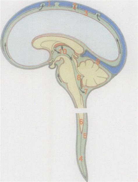 图13-12 脑脊液循环模式图-人体解剖学标本-医学