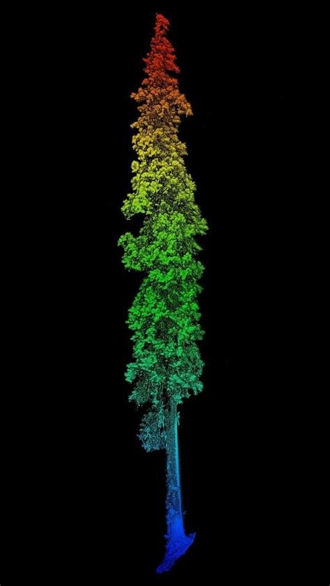 点开看大长图！西藏102.3米“高树”刷新亚洲纪录_北京日报网