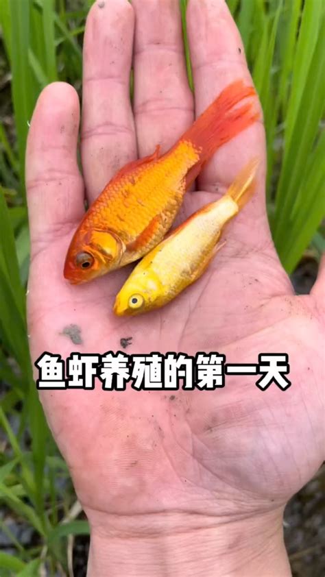 鱼虾养殖的二十三天_腾讯视频