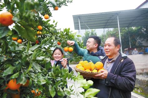 开屏新闻-又是一年丰收季，文山广南5万多亩柑橘开采上市