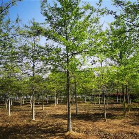 绿化工程对苗木生产标准的要求-种植技术-中国花木网