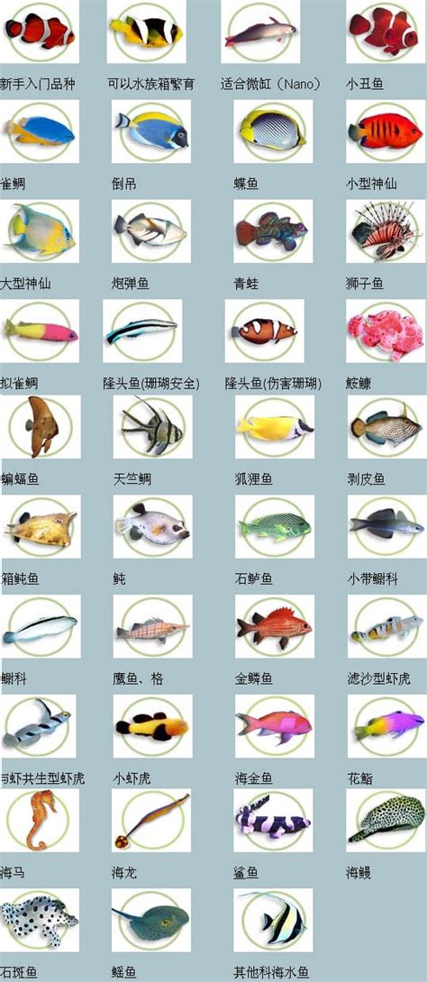 海水观赏鱼品种图鉴