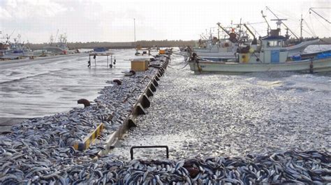 日本北海道现大量死沙丁鱼 铺满4公里海岸_科技频道_凤凰网