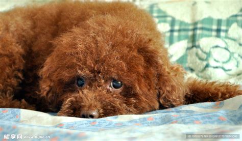 纯种泰迪犬幼犬狗狗出售 宠物泰迪犬可支付宝交易 泰迪/贵宾 /编号10067500 - 宝贝它
