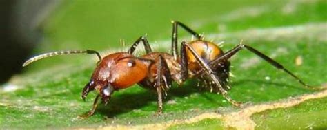 蚂蚁图片-奔跑蚂蚁素材-高清图片-摄影照片-寻图免费打包下载