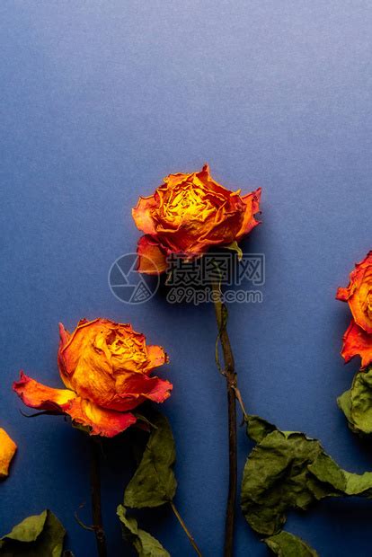 蓝玫瑰代表什么（蓝玫瑰的花语及象征意义） – 碳资讯