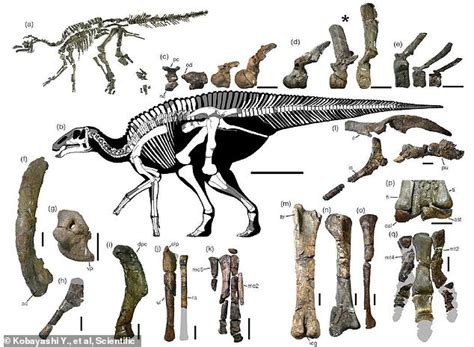 日本神龙：一具7200万年前的恐龙骨架化石 鸭嘴龙科下的新物种