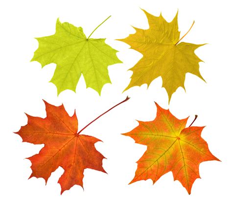 秋天的枫叶季节背景颜色很好高清图片下载-正版图片507276730-摄图网