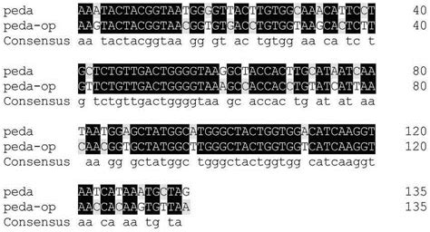 密码子优化的片球菌素基因、表达载体及重组工程菌株的制作方法