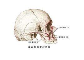 髁突位置图片
