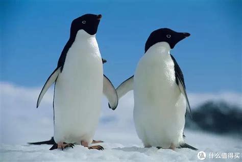 热衷于搜集可爱的小企鹅表情包，你有没有小企鹅表情包呢？ - 知乎