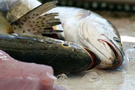 柜台上的新鲜冰鱼市场普吉岛泰国高清图片下载-正版图片504851941-摄图网