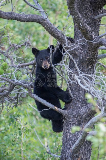 野外的黑熊幼崽高清图片下载-正版图片503889669-摄图网