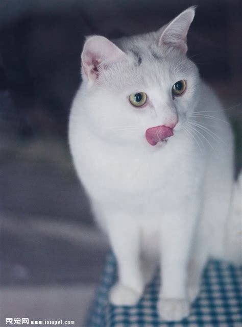 【纯白色的猫品种】【图】纯白色的猫品种了解 3种白色可爱猫猫资料(2)_伊秀宠物|yxlady.com