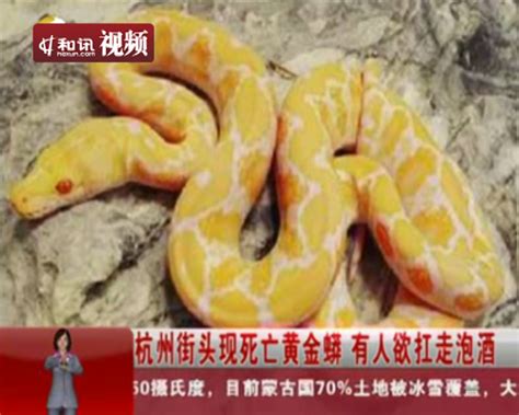 热议杭州街头惊现死亡黄金蟒 揭十大最恐怖毒蛇 -新闻频道-和讯网