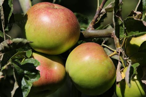 苹果的成长周期大约为多少天？ - 农业种植网