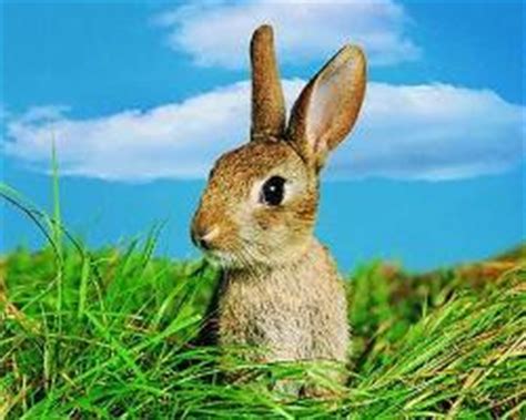 户外吃草的小兔子图片_蛙客网viwik.com