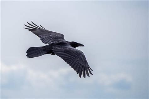 从岩石背景起飞的乌鸦高清图片下载-正版图片506062836-摄图网