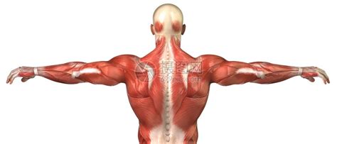 健美肌肉解剖高清图片下载-正版图片502556715-摄图网
