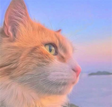 温柔治愈头像猫女生