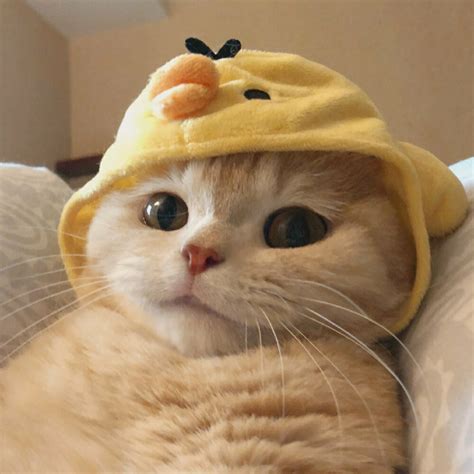甜美女生猫咪头像可爱