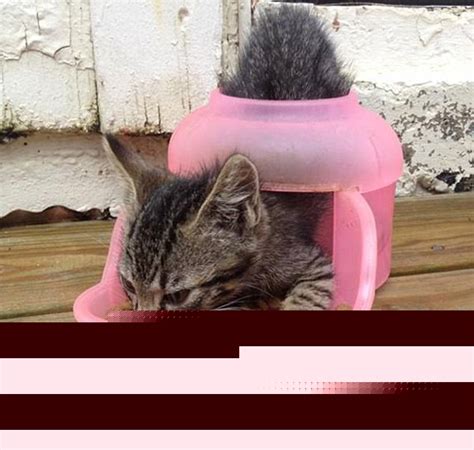 “好奇害死猫”是什么情况？这些令人捧腹的照片充分证明了这一点 _国际新闻_海峡网