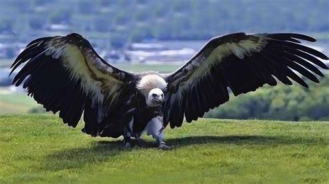 世界上最凶猛的老鹰 翅膀展开足有十三米，网友：真正的天空霸主