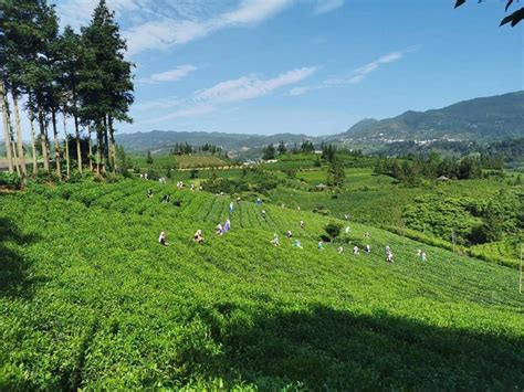 普安：做大做强茶产业 实现茶叶强县富民目标