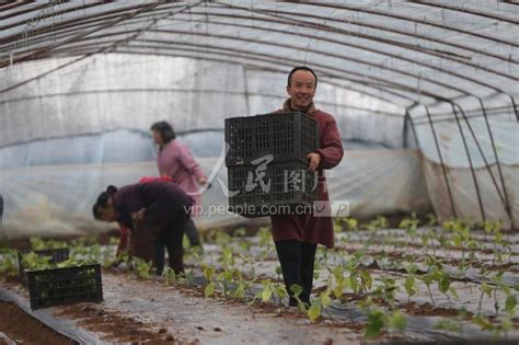 四川眉山：“订单蔬菜”种植忙-人民图片网