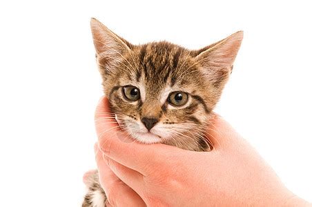 救援动物4·救援猫图片 救援动物4·救援猫图片