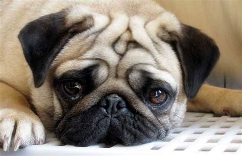 巴哥狗还有一个常见的名字，也叫哈巴狗，它到底多少钱一只呢？ 京哈巴狗价格_每日生活网