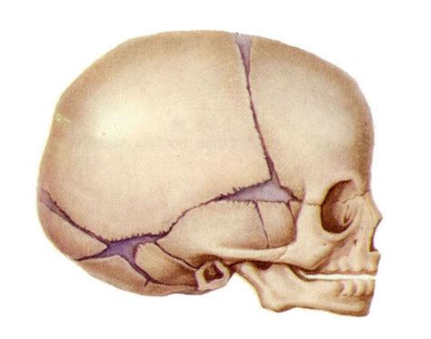 图3-16 颅骨(侧面)-基础医学-医学
