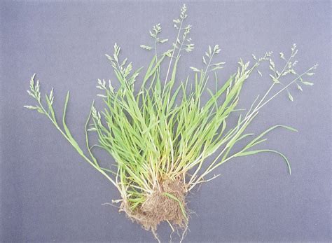 日本早熟禾(Poa nipponica)拉丁名学名属名科名植物生活型图片