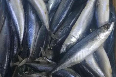 燕鲅鱼是哪产的,鲅鱼圈香煎鲅鱼简介,燕鲅和鲅鱼有区别么_大山谷图库